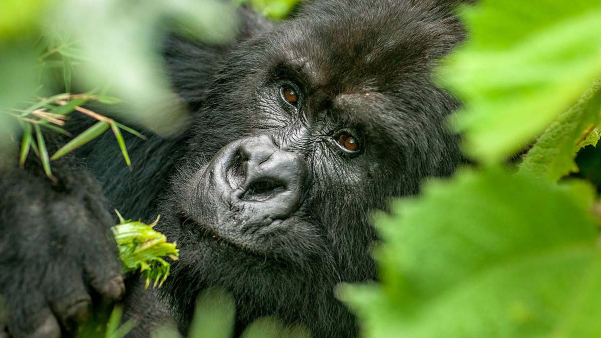 Gorilla Trekking in Bwindi Forest National Park