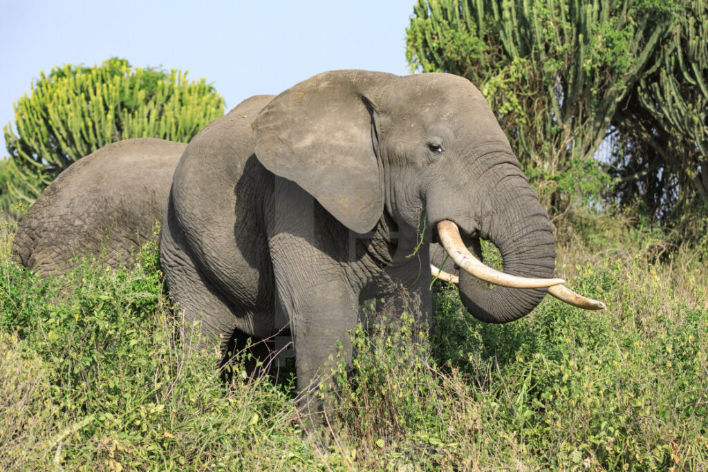 Forest Elephants in Bwindi