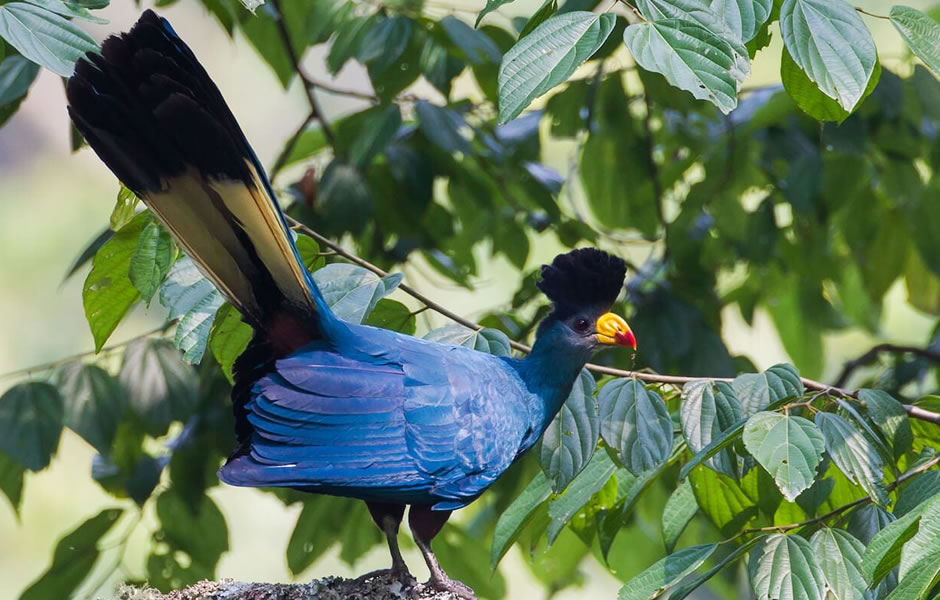 birding in Bwindi impenetrable national park