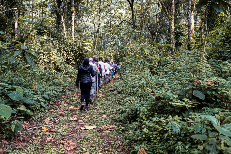Hiking Experience in Bwindi