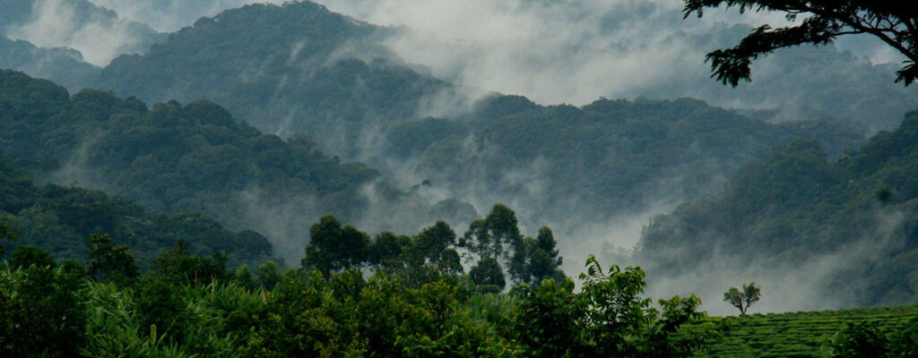 Weather in Bwindi Impenetrable National Park