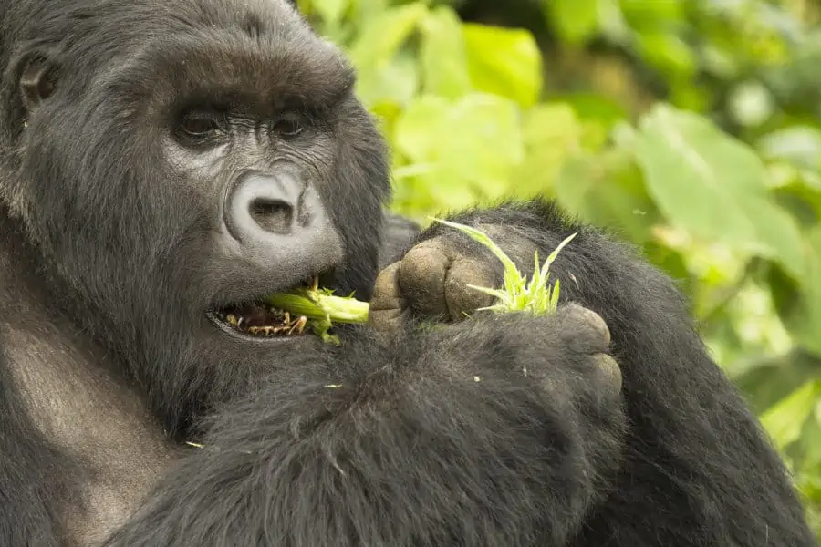 What Do Mountain Gorillas Eat