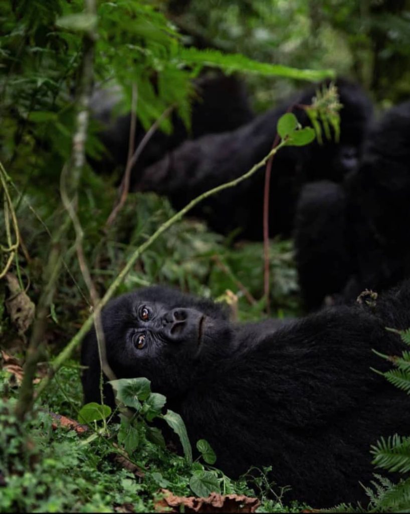 Mountain Gorilla Trekking - Four Gorillas Lodge